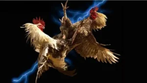 Hướng Dẫn Chơi Đá Gà GA28 Tại FUN88: Bí Kíp Thắng Lớn