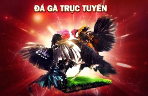 Đá Gà WS168 Tại FUN88: Trải Nghiệm Cá Cược Đỉnh Cao